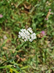 Achillea