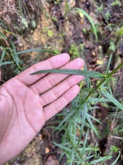 Helianthus angustifolius