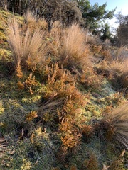 Austrolycopodium fastigiatum