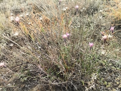 Saussurea salicifolia