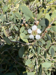 Pimelea serpyllifolia