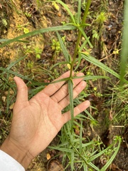 Helianthus angustifolius