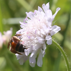 Andrena hattorfiana