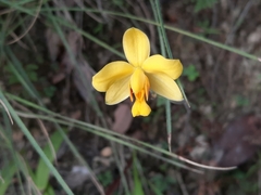 Spathoglottis pubescens