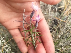 Saussurea salicifolia