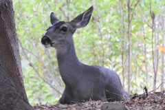 Odocoileus hemionus californicus
