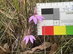 Caladenia hillmanii