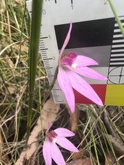 Caladenia hillmanii