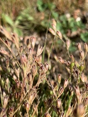 Juncus bufonius