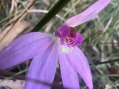 Caladenia hillmanii