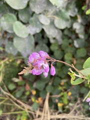Desmodieae