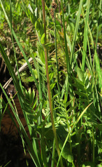 Polemonium occidentale occidentale
