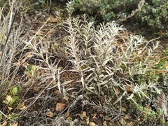 Cymbaria daurica