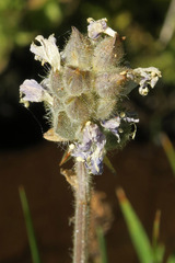Polemonium occidentale occidentale