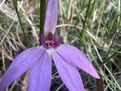 Caladenia hillmanii
