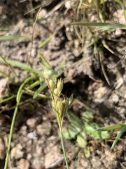 Juncus interior