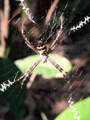 Argiope