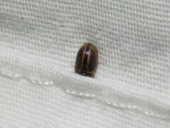 Labarrus cincticulus