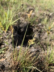 Juncus interior