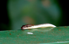 Chrysopelea pelias