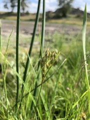 Juncus interior