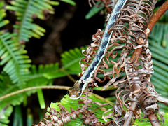 Dendrelaphis pictus