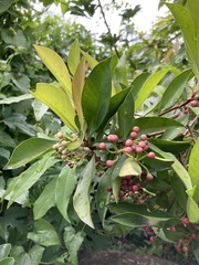 Ardisia squamulosa