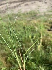 Juncus interior