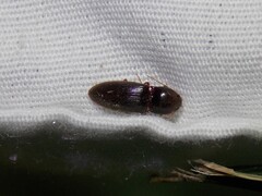 Horistonotus simplex