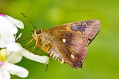 Hasora badra