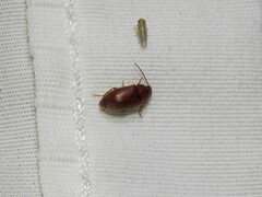 Hymenorus