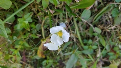Sagittaria cuneata