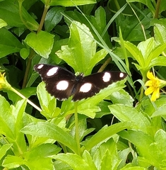 Hypolimnas misippus