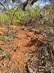 Tachyglossus aculeatus