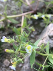 Gratiola neglecta