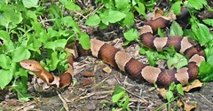 Agkistrodon laticinctus