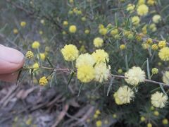 Acacia brownii