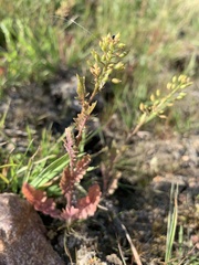 Rorippa hispida