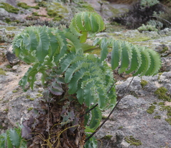 Melianthus major