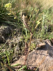 Rorippa hispida