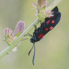 Zygaena ephialtes