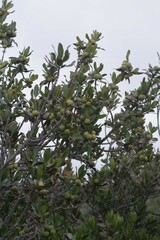 Hyaenanche globosa