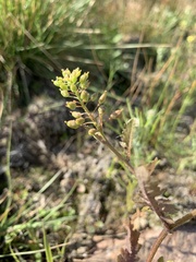 Rorippa hispida