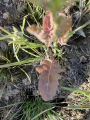 Rorippa hispida