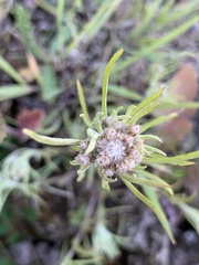 Gnaphalium exilifolium