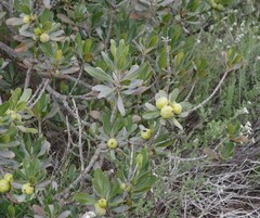 Hyaenanche globosa