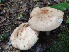 Amanita rubescens