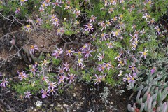 Felicia filifolia