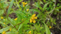 Bidens comosa