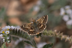 Muschampia alta